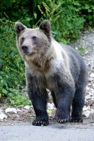 Urso selvagem na floresta — Fotografia de Stock