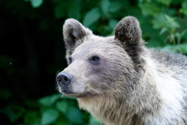 Oso salvaje en el bosque — Foto de Stock