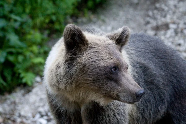 Orso selvatico nella foresta — Foto Stock