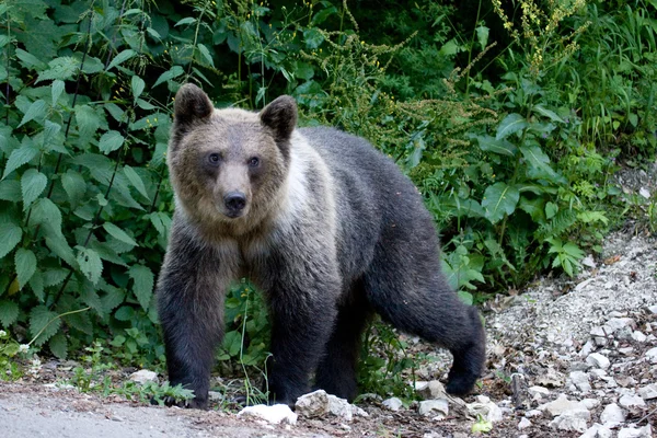 Orso selvatico nella foresta — Foto Stock