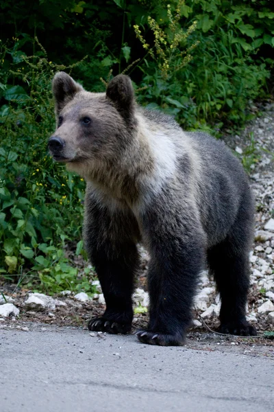 Urso selvagem na floresta — Fotografia de Stock