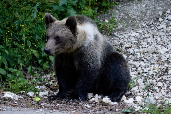 Urso selvagem na floresta — Fotografia de Stock