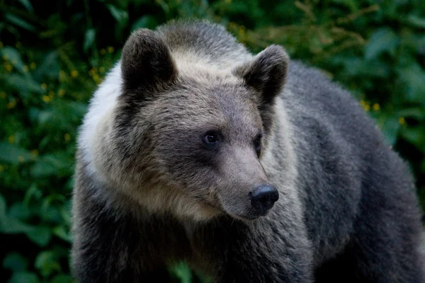 Oso salvaje en el bosque —  Fotos de Stock