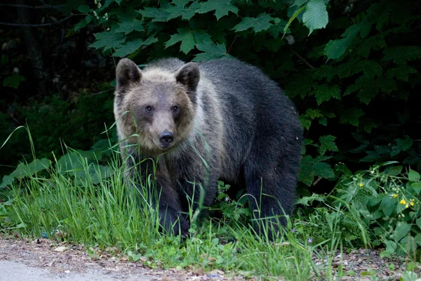 Dziki niedźwiedź w lesie — Zdjęcie stockowe