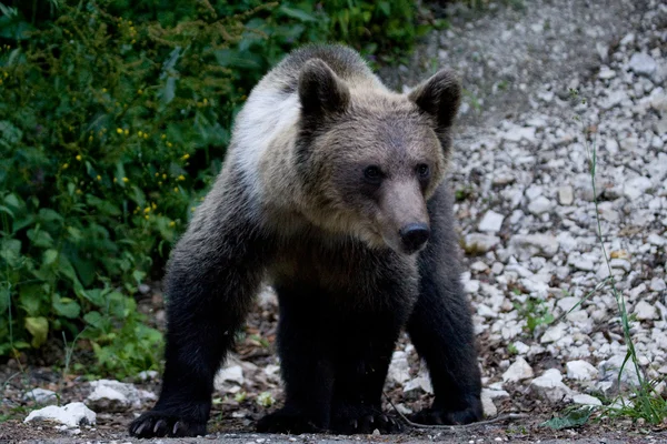 Urso selvagem na floresta — Fotografia de Stock