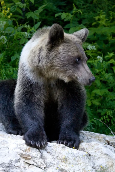 Urso selvagem na floresta — Fotografia de Stock