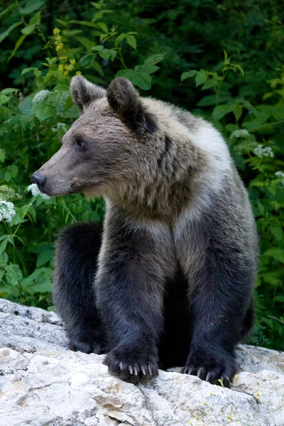Dziki niedźwiedź w lesie — Zdjęcie stockowe