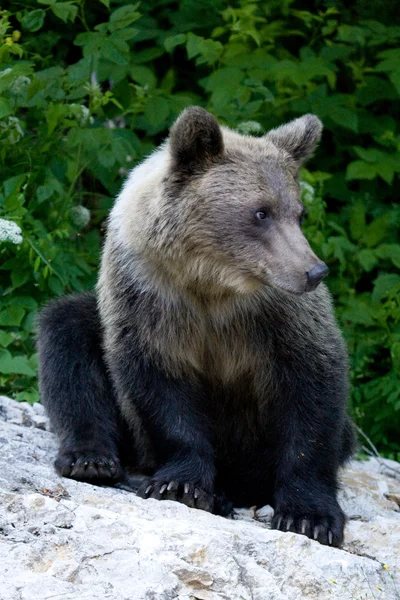 Urso selvagem na floresta — Fotografia de Stock