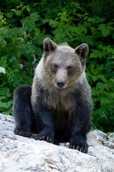 Urso selvagem na floresta — Fotografia de Stock