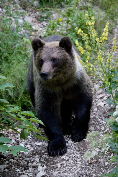 Urso selvagem na floresta — Fotografia de Stock