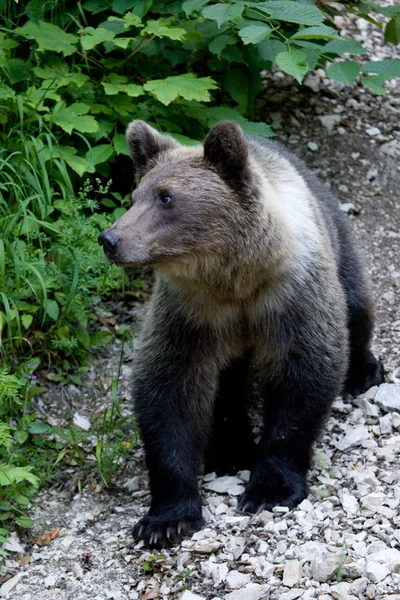 Urso selvagem na floresta — Fotografia de Stock