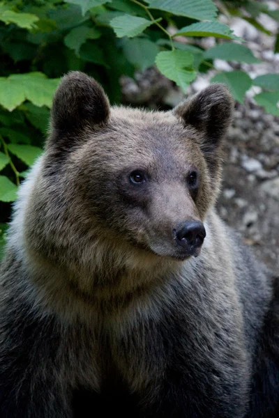 Wild Bear In The Forest — Stock Photo, Image