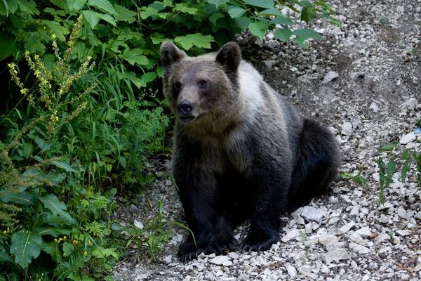 Orso selvatico nella foresta — Foto Stock