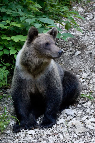 Wild Bear In The Forest — Stock Photo, Image