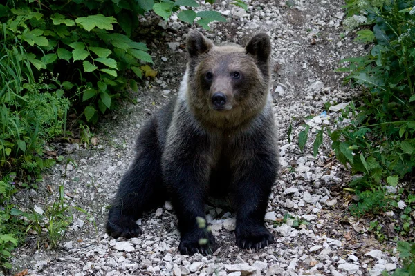 Orso selvatico nella foresta — Foto Stock