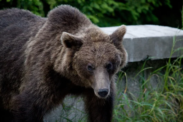 Oso salvaje en el bosque — Foto de Stock