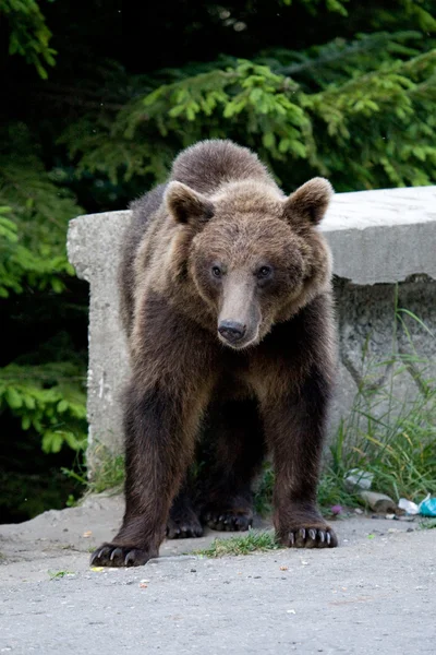 Urso selvagem na floresta — Fotografia de Stock