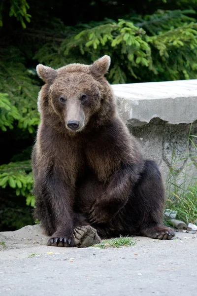 Urso selvagem na floresta — Fotografia de Stock