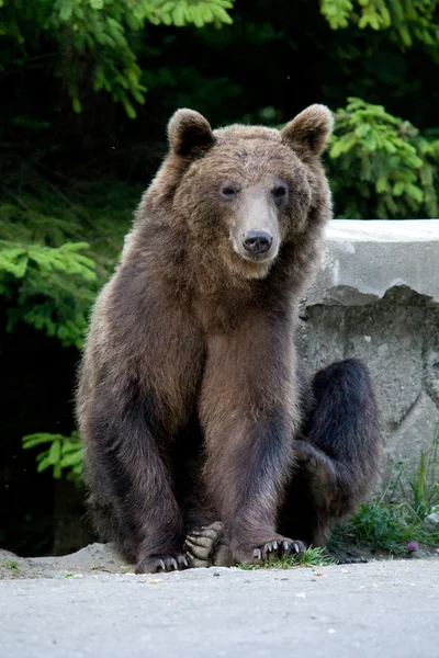 숲에서 야생 곰 — 스톡 사진