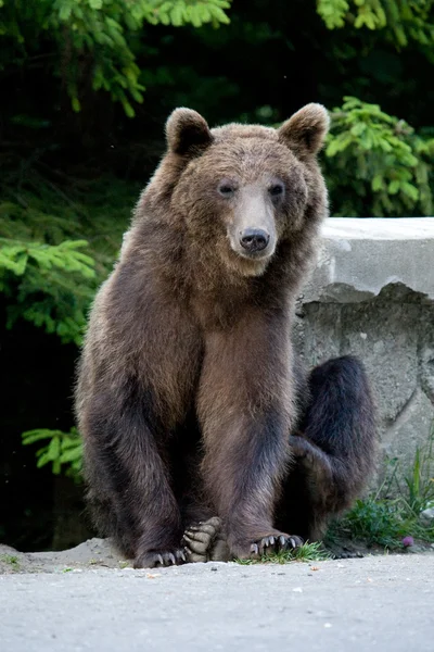 Orso selvatico nella foresta — Foto Stock