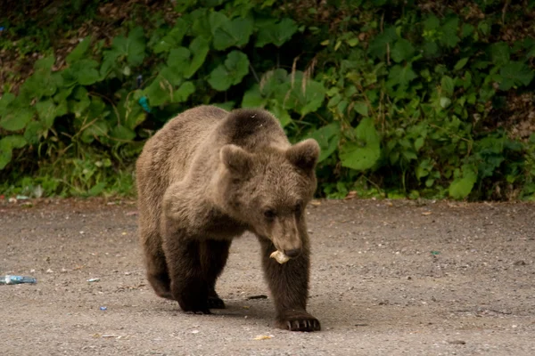 Wild Bear In The Forest — Stock Photo, Image