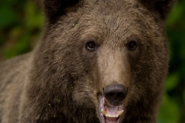 Orso selvatico nella foresta — Foto Stock