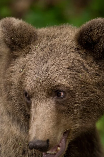 Urso selvagem na floresta — Fotografia de Stock