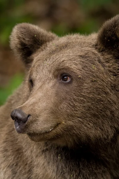 Orso selvatico nella foresta — Foto Stock