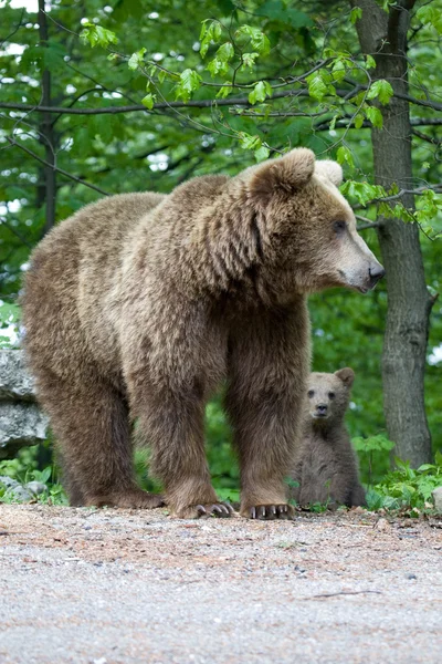 Wild Bear In The Forest — Stock Photo, Image