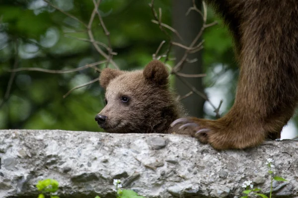 Urso selvagem na floresta — Fotografia de Stock