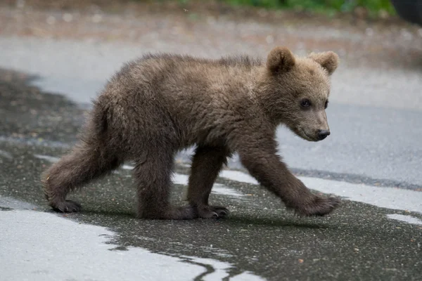 Wild Bear In The Forest