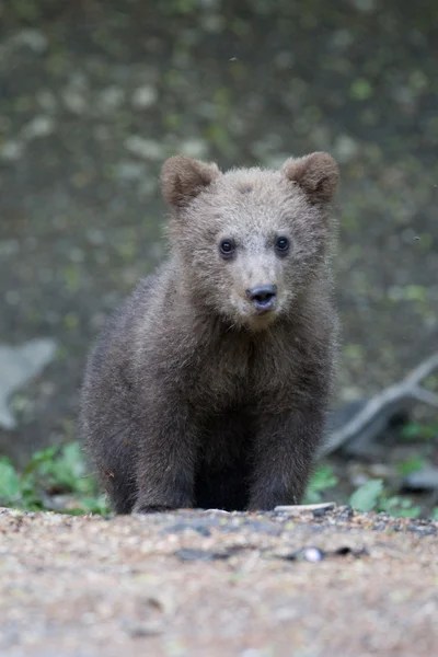 Urso selvagem na floresta — Fotografia de Stock