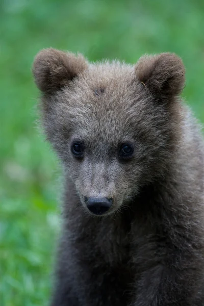 Wild Bear In The Forest — Stock Photo, Image