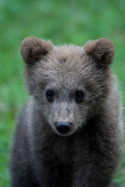 Wild Bear In The Forest — Stock Photo, Image