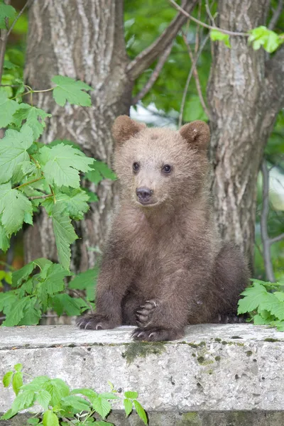 Urso selvagem na floresta — Fotografia de Stock