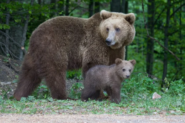 Oso salvaje en el bosque — Foto de Stock