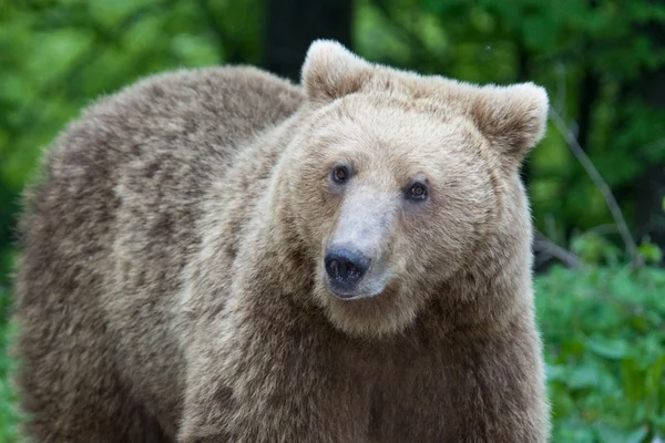 Urso selvagem na floresta — Fotografia de Stock