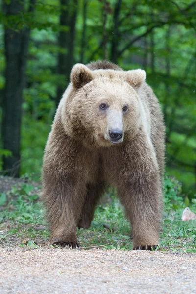 Urso selvagem na floresta — Fotografia de Stock