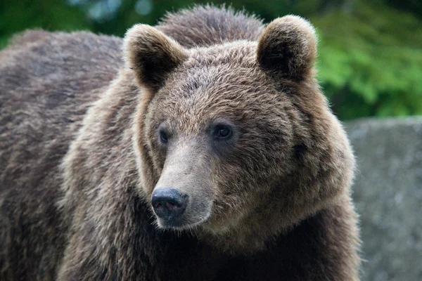 Urso selvagem na floresta Imagem De Stock