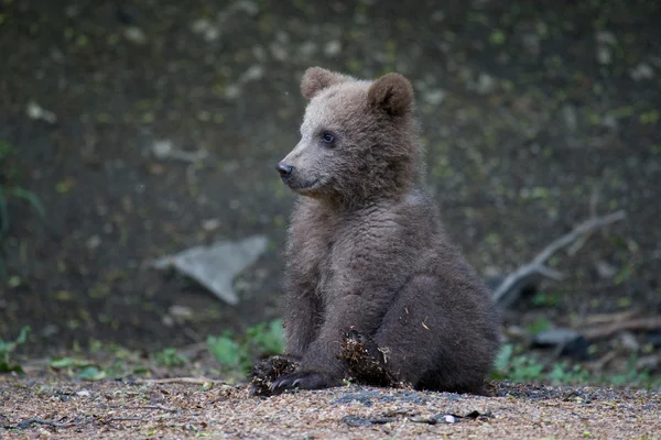 Urso selvagem na floresta Fotografia De Stock