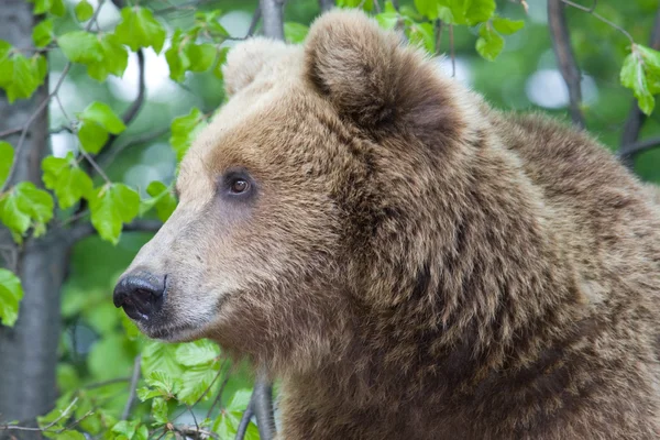 Urso selvagem na floresta Fotografias De Stock Royalty-Free