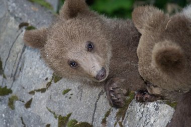 ormandaki yabani ayı