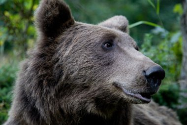 ormandaki yabani ayı