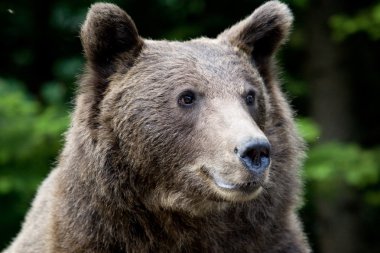 ormandaki yabani ayı