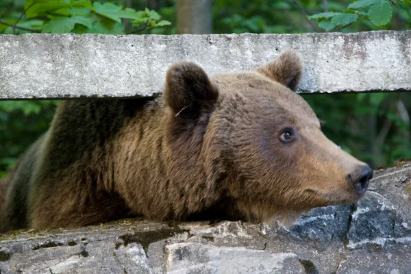 Oso salvaje en el bosque — Foto de Stock