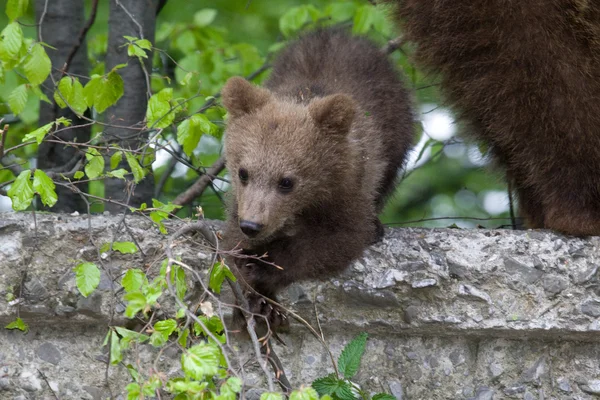 Vild bjørn i skoven - Stock-foto