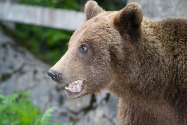 Urso selvagem na floresta — Fotografia de Stock