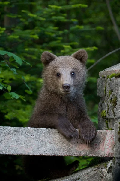 Oso salvaje en el bosque — Foto de Stock