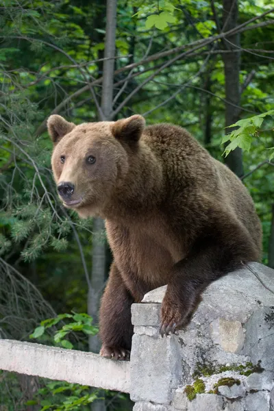 Urso selvagem na floresta — Fotografia de Stock