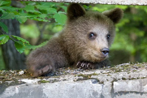 Vild bjørn i skoven - Stock-foto